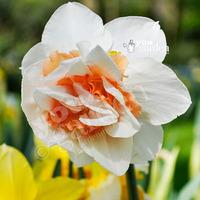 Daffodil Replete Size:10/12 pack of 12 bulbs