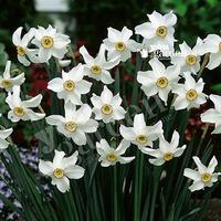 Daffodil Pheasant Eye (Narcissus recurvus) Size:12/14 pack