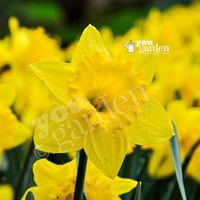 Daffodil Trumpet Yellow Size:10/12 pack of 15 bulbs