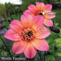 Dark Leaf Dahlia Mystic Collection - 12 plugs