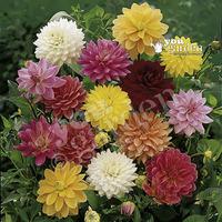 Dahlia tubers - Mixed Decoratives - pack x 10