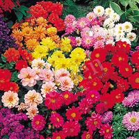 Dahlia Diabolo Mix 40 plug plants