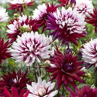 Dahlia Rebecca\'s World plant in 3L pot