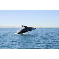 deep sea fishing or whale watching full day excursion from bilbao