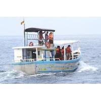 deep sea fishing and whale watching day trip