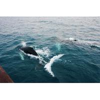 Deluxe Whale Watching and Whales of Iceland Exhibition Combo from Reykjavik