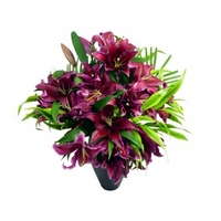 deluxe pink lily bouquet