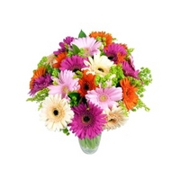 Deluxe Gerbera Bouquet