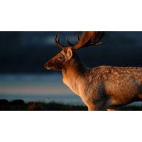 Deer Rut Safari for Two at Knepp Wildland Safaris