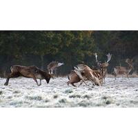 Deer Rut Safari at Knepp Wildland Safaris