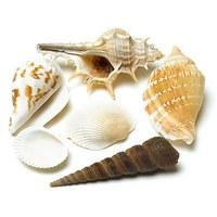 Decorative Natural Shells