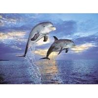 Delfini - Dolphins Jigsaw Puzzle