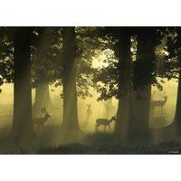 Deer, Magical Forests Jigsaw Puzzle