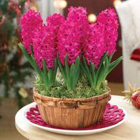 Deluxe Hyacinth Basket - Gift - 1 x Deluxe Hyacinth Basket