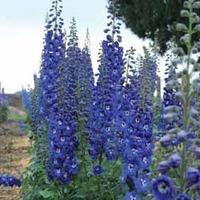 Delphinium \'Cobalt Dreams\' - 10 delphinium Postiplug plants