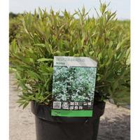 Deutzia gracilis \'Nikko\' (Large Plant) - 1 x 10 litre potted deutzia plant
