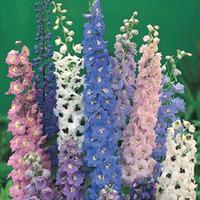 Delphinium \'Magic Fountains Mixed\' - 10 delphinium Postiplug plants