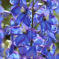 delphinium blue bird pacific hybrid large plant 3 x 1 litre potted del ...