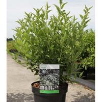 Deutzia gracilis (Large Plant) - 1 x 10 litre potted deutzia plant