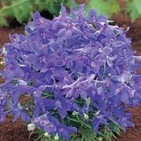 delphinium grandiflorum summer nights 1 packet 20 delphinium seeds