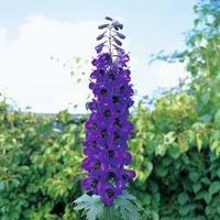 delphinium x cultorum tall black knight 1 packet 100 delphinium seeds