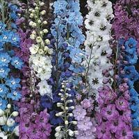 Delphinium hybridum \'Pacific Giants Mixed\' - 1 packet (110 delphinium seeds)