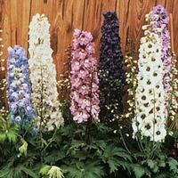 Delphinium hybridum \'Magic Fountains Mixed\' - 1 packet (40 delphinium seeds)