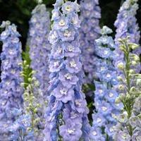 Delphinium x cultorum \'Centurion Lilac Blue Bicolour\' F1 Hybrid - 1 packet (12 delphinium seeds)