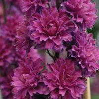 delphinium flamenco 1 delphinium jumbo plug plant