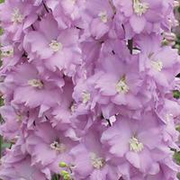 Delphinium \'Pink Blushes\' - 5 delphinium Postiplug plants
