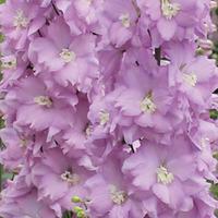 delphinium pink blushes 5 delphinium postiplug plants