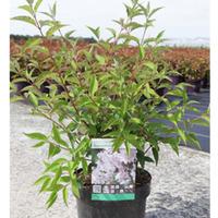 Deutzia purpurea \'Kalmiiflora\' (Large Plant) - 2 x 3.6 litre potted deutzia plants