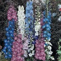 delphinium pacific giants 6 delphinium plug plants