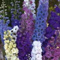 Delphinium \'Rising Stars Mixed\' - 5 delphinium jumbo plug plants