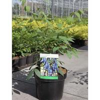 Decaisnea Fargesii (Large Plant) - 2 x 3.6 litre potted decaisnea plants