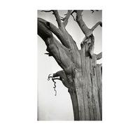 Dead Tree by Romney Marsh By Paul Nash