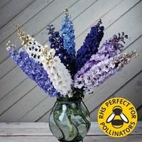 Delphinium Magic Fountain Dwarf 12 Large Plants