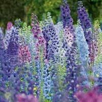 Delphinium hybridum \'Magic Fountains Mixed\' - 6 delphinium plug tray plants