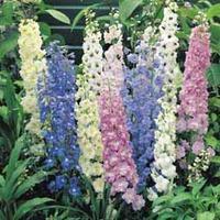 Delphinium \'Pacific Giants\' - 6 delphinium plug plant