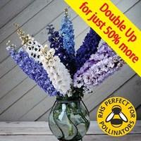 delphinium magic fountain dwarf 24 large plants