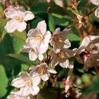 Deutzia Rosea 1 Plant 3 litre