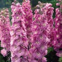 delphinium pink power 2 bare root delphinium plants