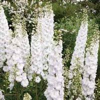 Delphinium \'Snowgoose\' - 2 bare root delphinium plants