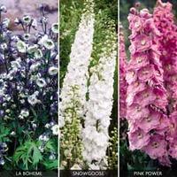 Delphinium \'Delightful Collection\' - 6 bare root delphinium plants