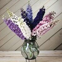 delphinium magic fountain 3 plants 1 litre