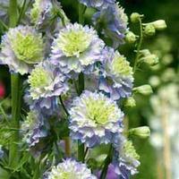 delphinium highlander moonlight 6 delphinium plug plants