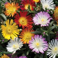 Delosperma \'Wheels of Wonder\' - 20 delosperma plug plants