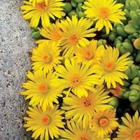 Delosperma Yellow Ice Plant 3 Plants 1 Litre Pot