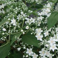 Deutzia setchuenensis var. corymbiflora (Large Plant) - 2 deutzia plants in 3.5 litre pots