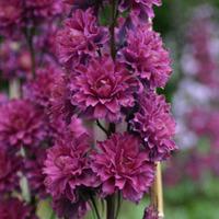 delphinium flamenco 3 delphinium plug plants